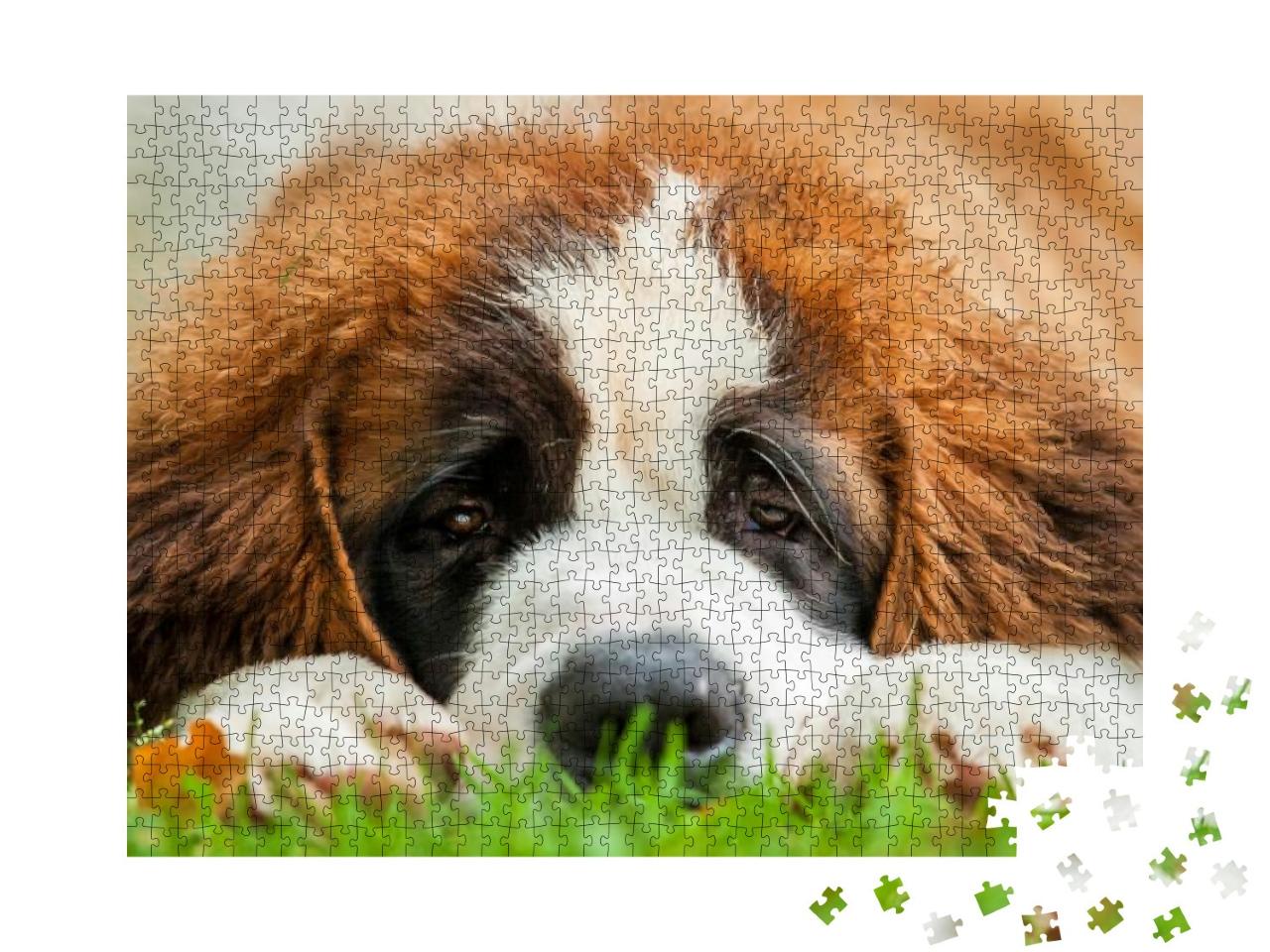 Portrait of Saint Bernard Puppy Lying on the Grass... Jigsaw Puzzle with 1000 pieces