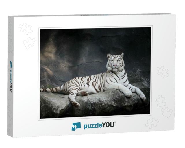White Tiger... Jigsaw Puzzle