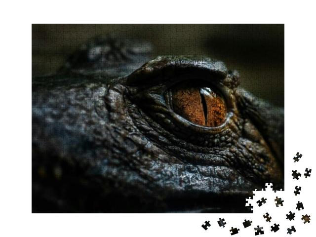 Cuviers Smooth-Fronted Caiman - Paleosuchus Palpebrosus... Jigsaw Puzzle with 1000 pieces