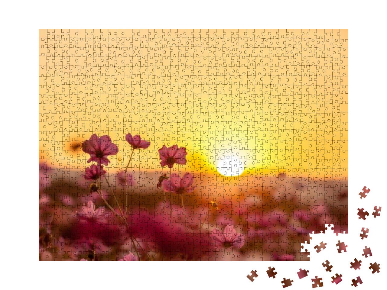 Pink Cosmos on Field in Sunset Time... Jigsaw Puzzle with 1000 pieces