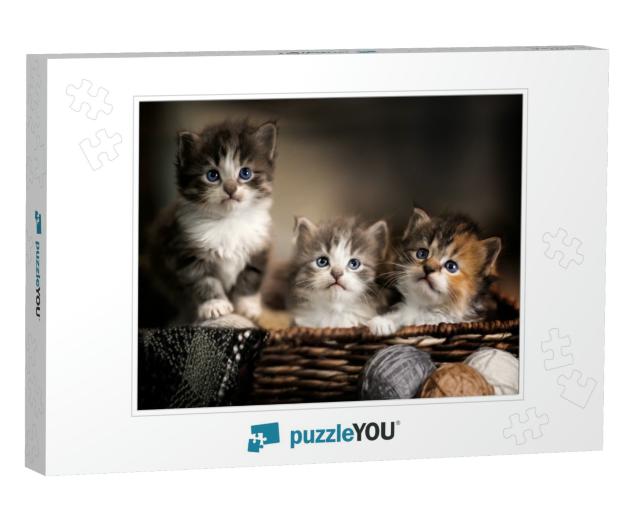 Three Kittens in a Basket Closeup... Jigsaw Puzzle