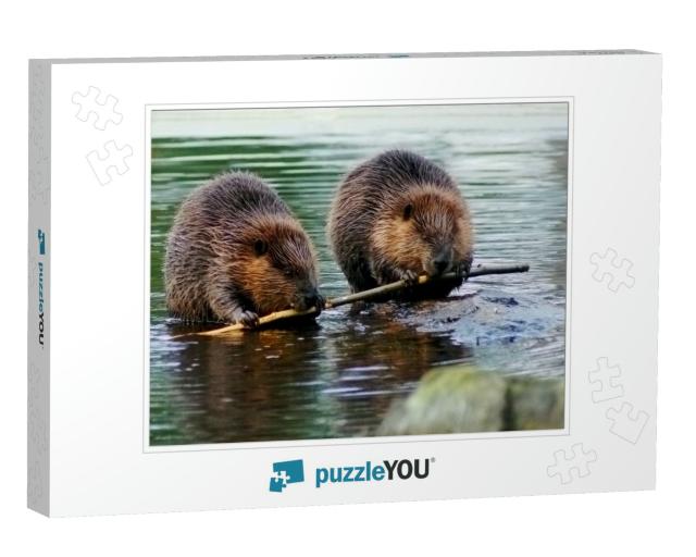 Beaver Couple Eating the Same Tree Branch... Jigsaw Puzzle