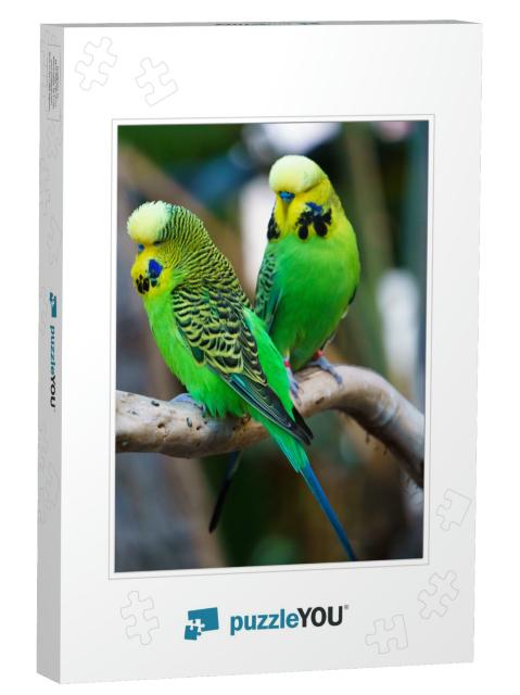 Two Budgerigars Parrot Birds Nicknamed the Budgie or the... Jigsaw Puzzle
