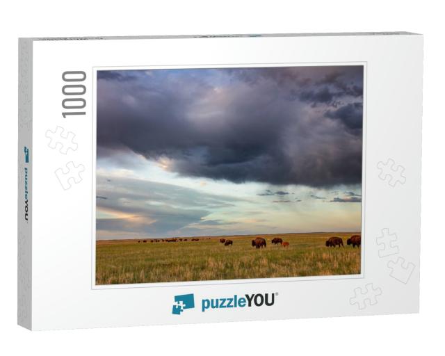 Bison Herd with Calves At Sunrise At Fort Niobrara Nation... Jigsaw Puzzle with 1000 pieces