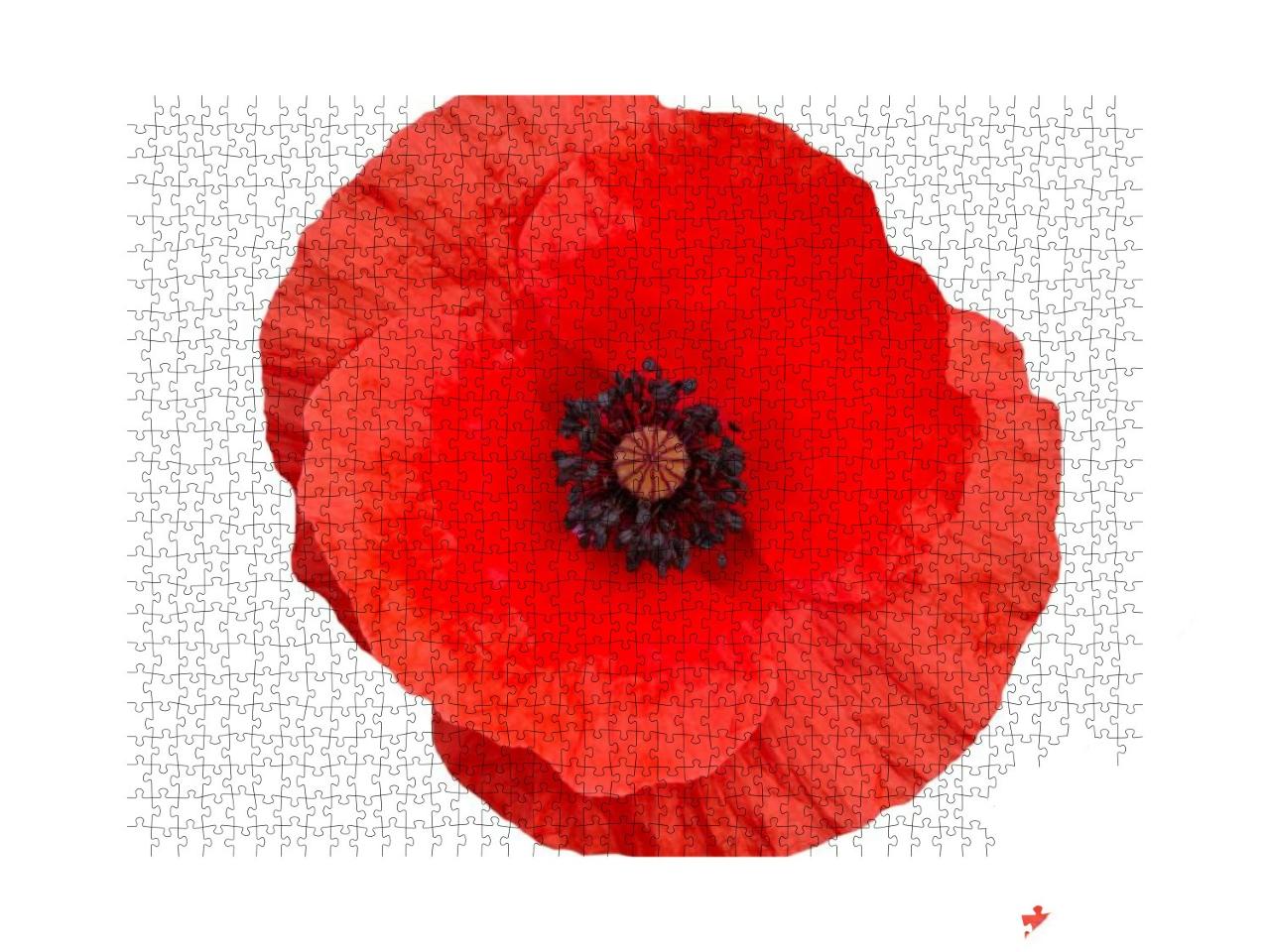 Bright Red Poppy Flower Isolated on White, Top View... Jigsaw Puzzle with 1000 pieces