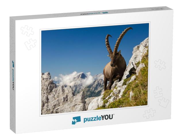 King of the Mountains - Alpine Ibex Capra Ibex. Slovenian... Jigsaw Puzzle