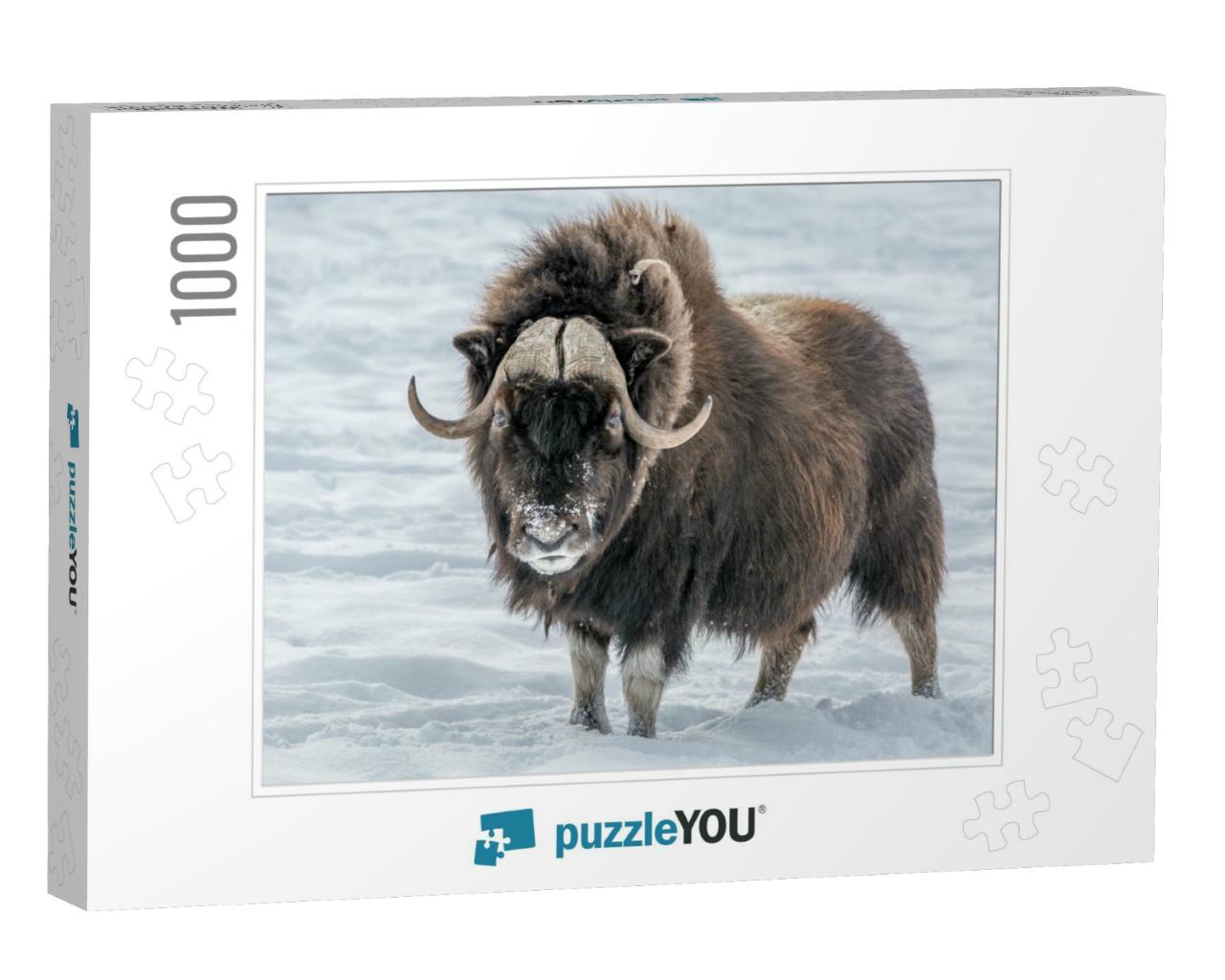 Muskox Looking in Your Eyes, Standing in the Snow... Jigsaw Puzzle with 1000 pieces