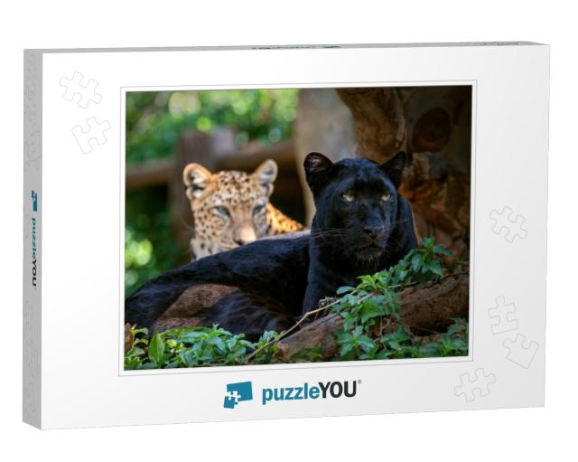 Leopard or Panther... Jigsaw Puzzle