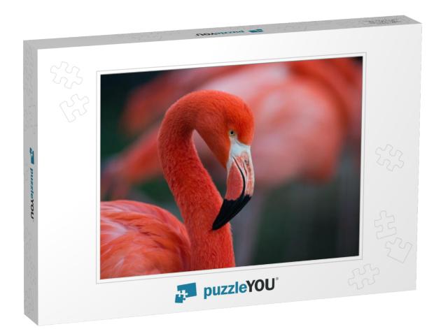 Flamingo Isolated... Jigsaw Puzzle