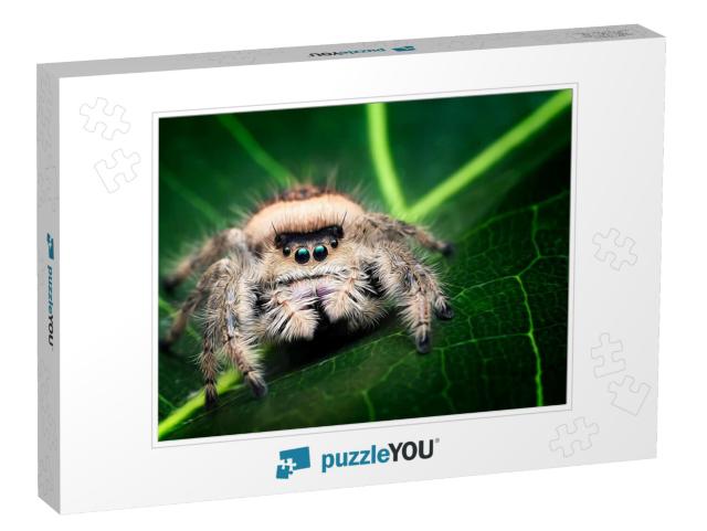 3D Illustration of Jumping Spider, Phidippus Regius Femal... Jigsaw Puzzle