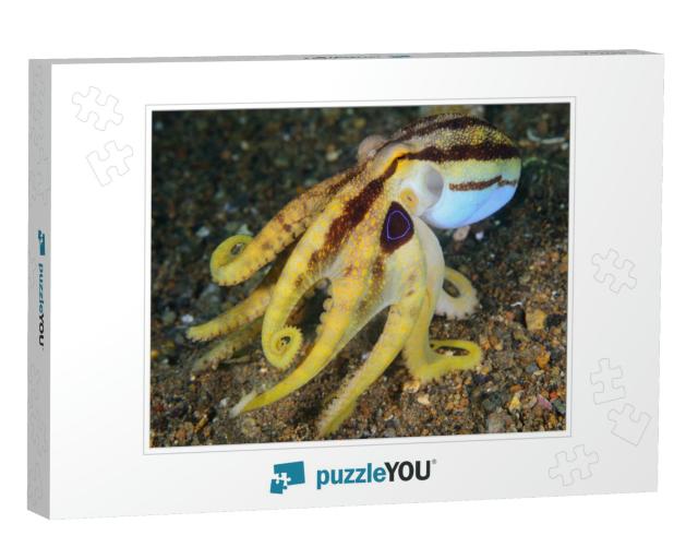 Poison Ocellate Octopus or Mototi Octopus Amphioctopus Si... Jigsaw Puzzle