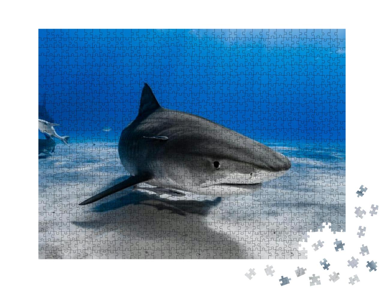 Tiger Shark Galeocerdo Cuvier Swimming Over the Reef... Jigsaw Puzzle with 1000 pieces