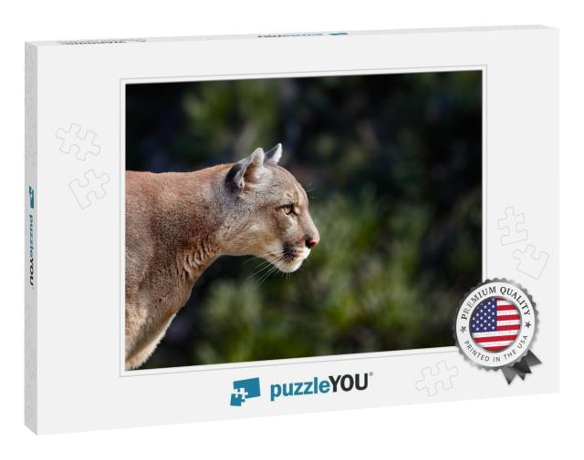 Portrait of Beautiful Puma. Cougar, Mountain Lion... Jigsaw Puzzle