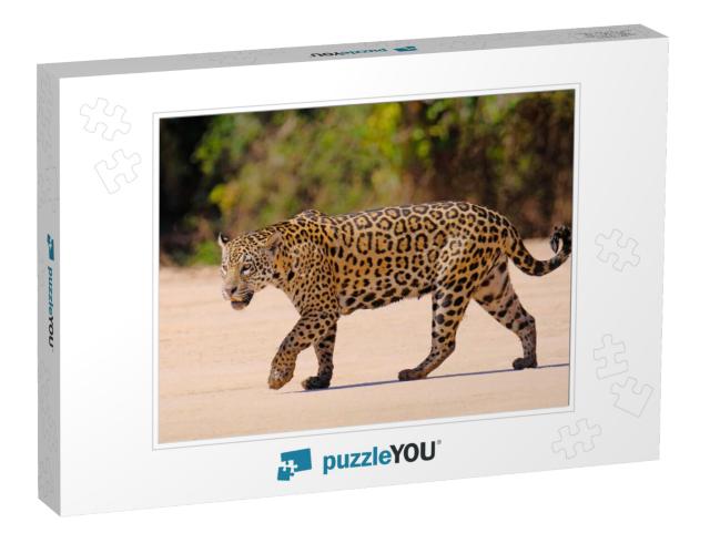 Jaguar, Panthera Onca, Female, Cuiaba River, Porto Jofre... Jigsaw Puzzle