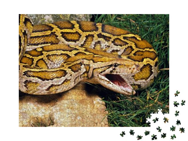 Indian Python, Python Molurus, Adult with Open Mouth... Jigsaw Puzzle with 1000 pieces