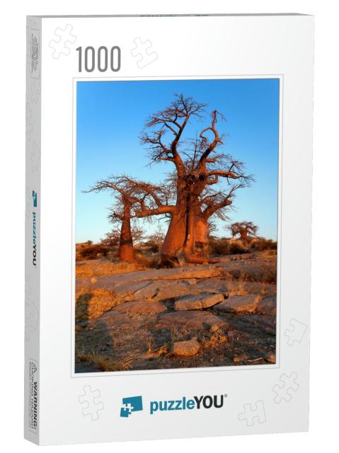 Baobabs Adansnia Digitata, Kubu Island, in the South West... Jigsaw Puzzle with 1000 pieces