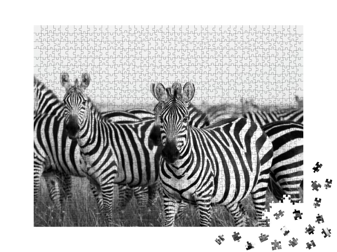 Zebra Stripes from Masai Mara... Jigsaw Puzzle with 1000 pieces