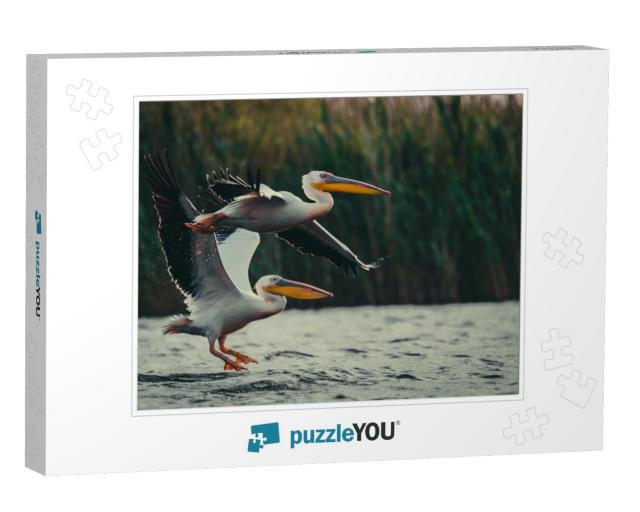 Two Pelicans... Jigsaw Puzzle