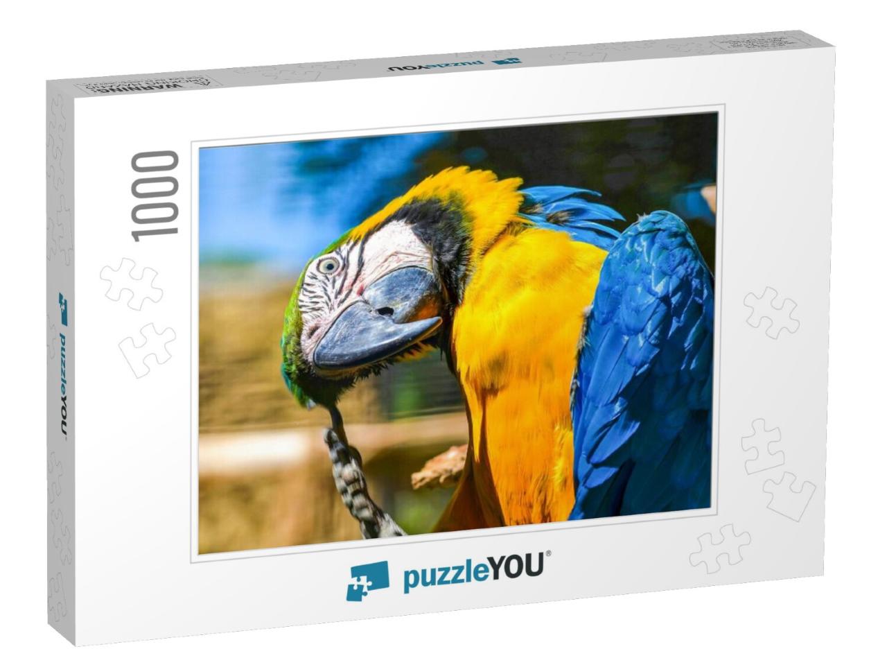 Ara Ararauna. Blue-Yellow Macaw Parrot Portrait. Ara Maca... Jigsaw Puzzle with 1000 pieces