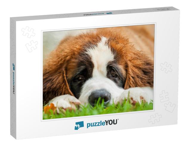 Portrait of Saint Bernard Puppy Lying on the Grass... Jigsaw Puzzle