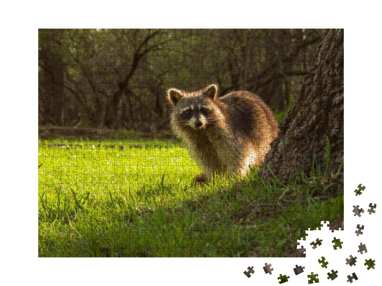 Cute Young Raccoon Watching from Behind the Tree in the W... Jigsaw Puzzle with 1000 pieces