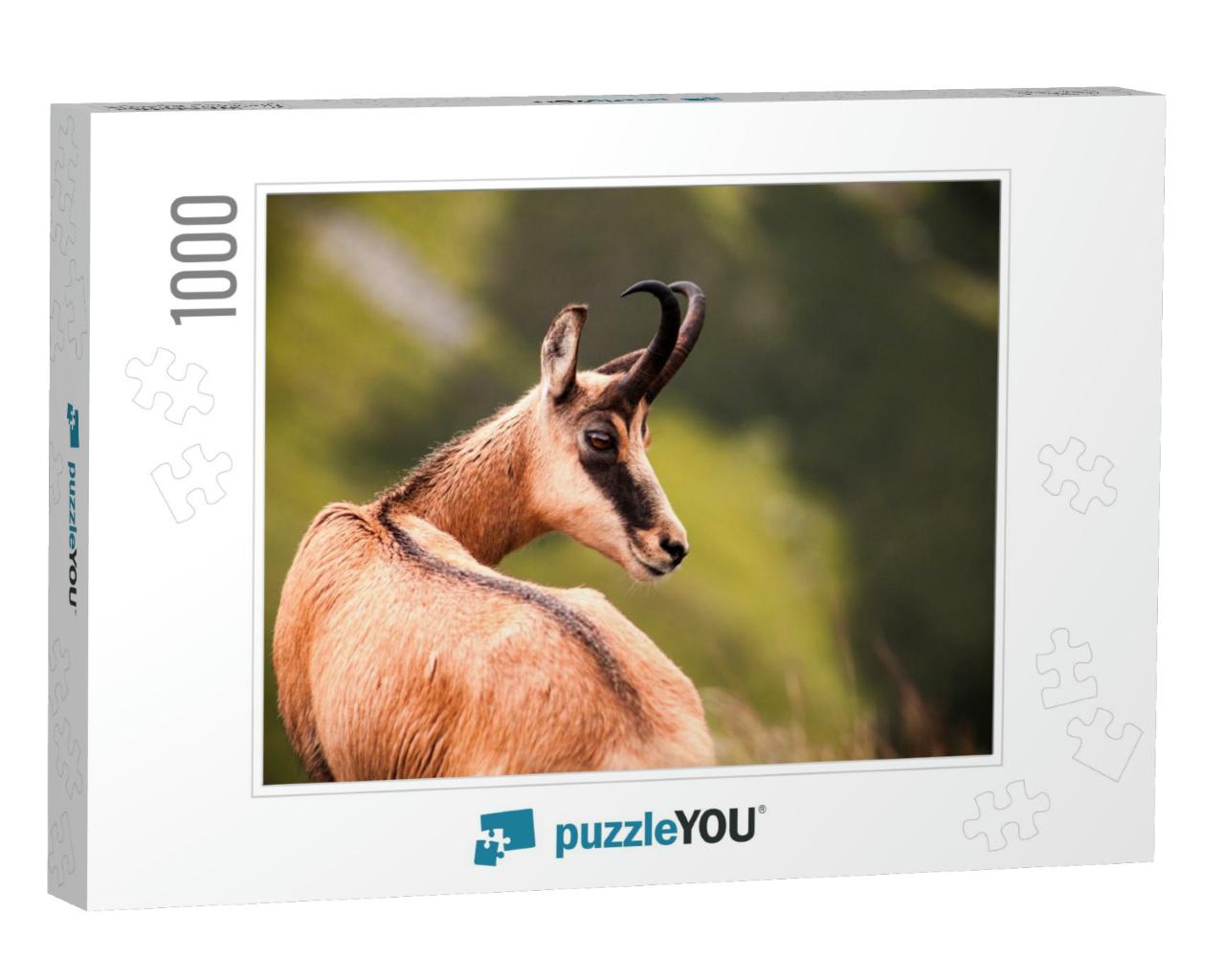 Portrait of Chamois, Wild Chamois in Nature... Jigsaw Puzzle with 1000 pieces