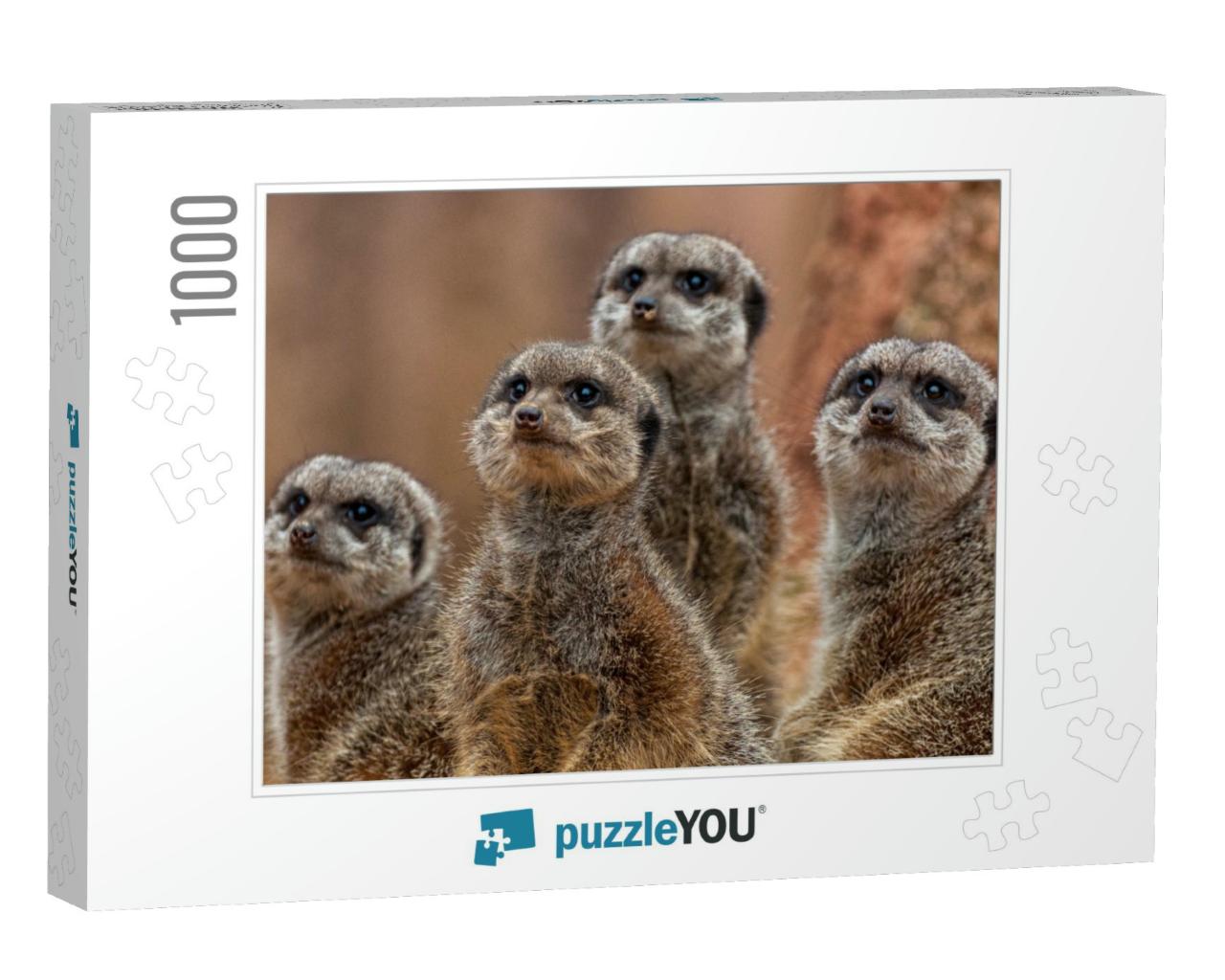 A Group of Cute Meerkats... Jigsaw Puzzle with 1000 pieces