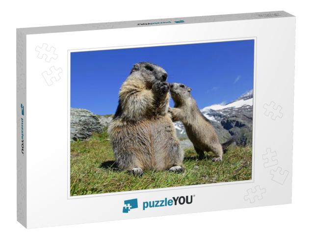 A Marmot Mother with Her Curious Marmot Baby in the High... Jigsaw Puzzle