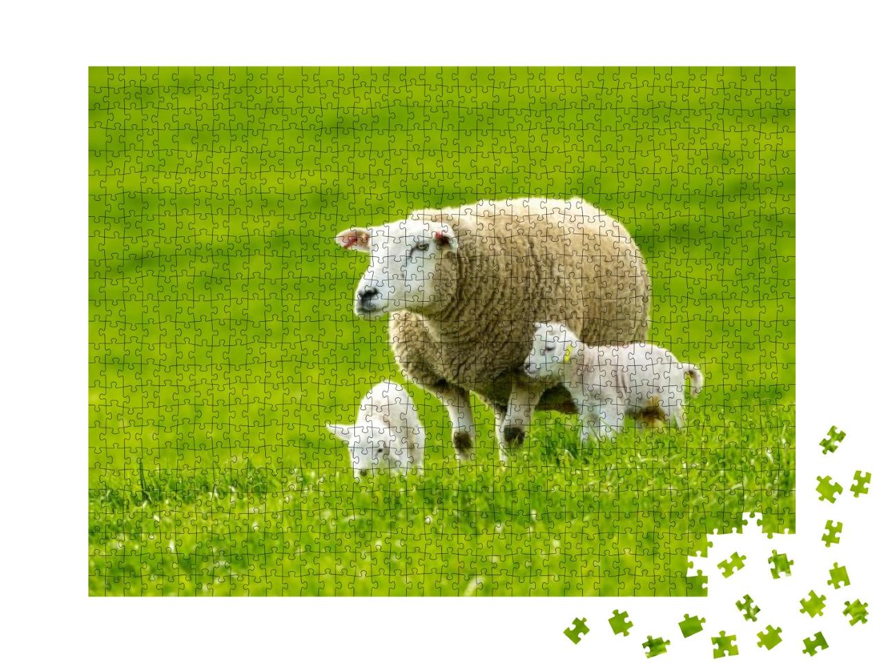 Texel Cross Ewe Female Sheep with Newborn Twin Lambs in L... Jigsaw Puzzle with 1000 pieces