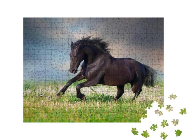 Frisian Horse Run Gallop on Spring Green Meadow... Jigsaw Puzzle with 500 pieces
