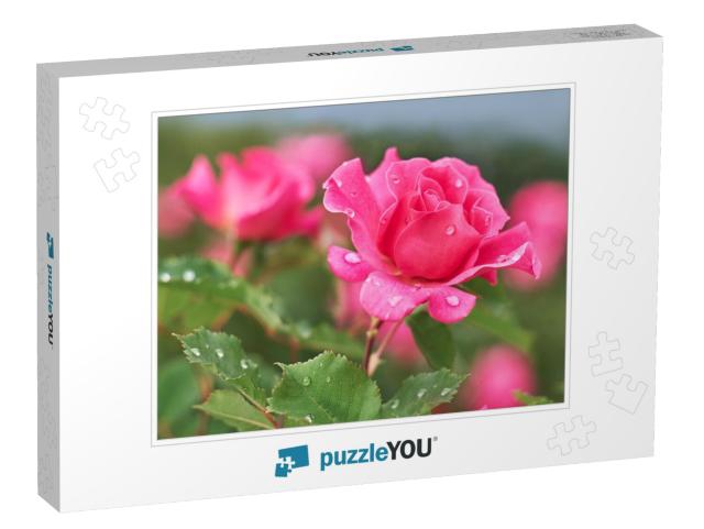 Pink Rose Flower with Raindrops on Background Pink Roses... Jigsaw Puzzle