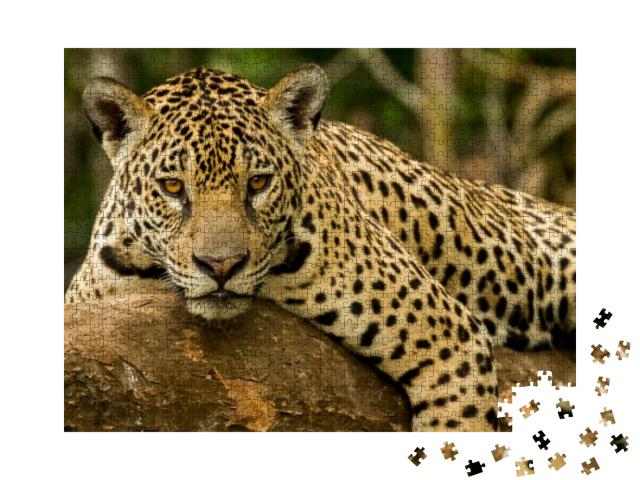 Brazilian Pantanal the Jaguar... Jigsaw Puzzle with 1000 pieces