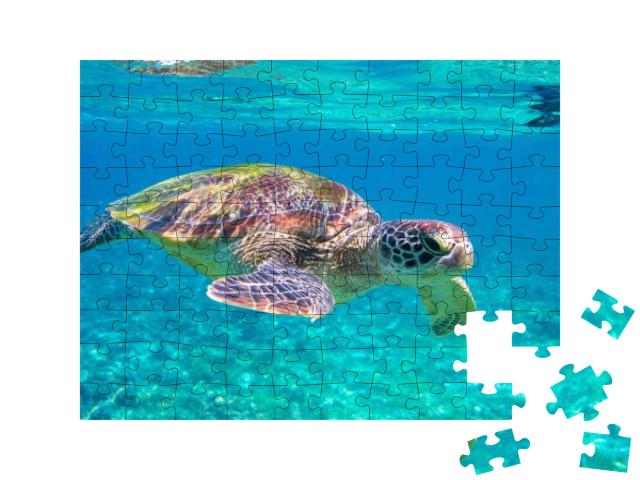 Cute Sea Turtle in Blue Water of Tropical Sea. Green Turt... Jigsaw Puzzle with 100 pieces