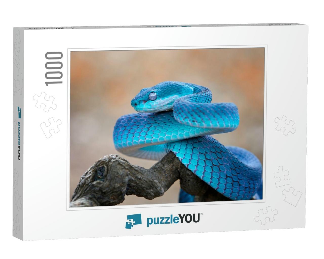 Blue Viper Snake Closeup Face, Viper Snake, Blue Insulari... Jigsaw Puzzle with 1000 pieces