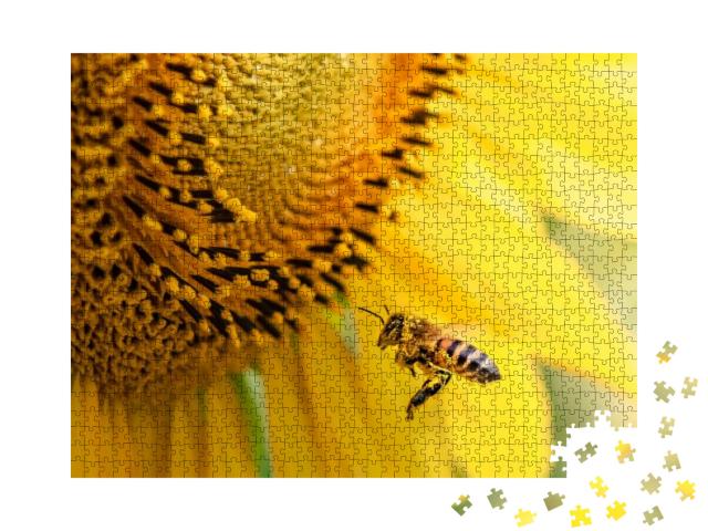 Honey Bee Pollinating Sunflower Plant... Jigsaw Puzzle with 1000 pieces