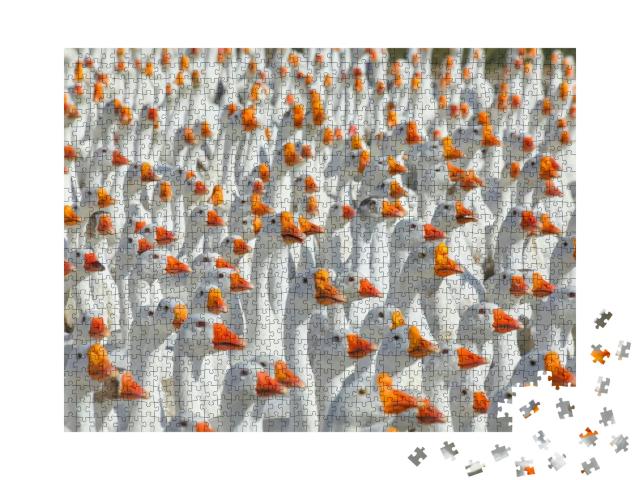 Huge Flock of White Geese Looking in One Direction. Group... Jigsaw Puzzle with 1000 pieces
