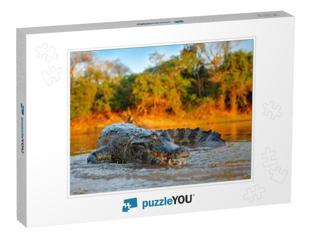 Crocodile Catch Fish in River Water, Evening Light. Yacar... Jigsaw Puzzle