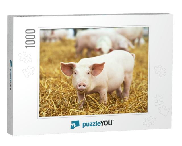 One Young Piglet on Hay & Straw At Pig Breeding Farm... Jigsaw Puzzle with 1000 pieces