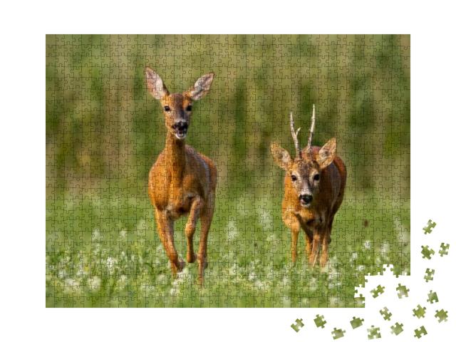 Roe Deer, Capreolus Capreolus, Buck & Doe During Rutting... Jigsaw Puzzle with 1000 pieces
