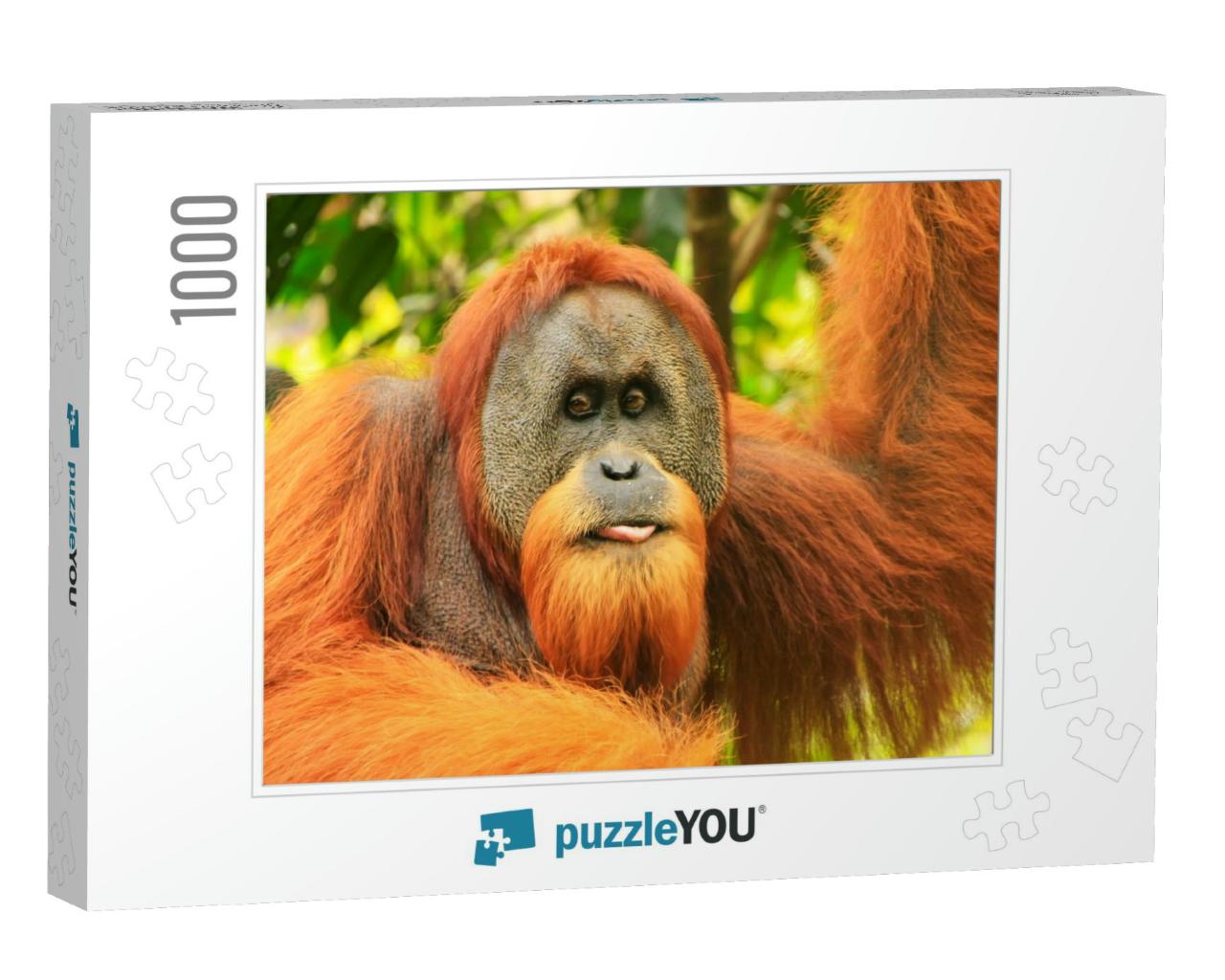 Portrait of Male Sumatran Orangutan Pongo Abelii in Gunun... Jigsaw Puzzle with 1000 pieces