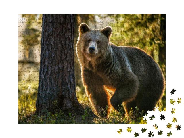 Wild Adult Brown Bear Ursus Arctos in the Summer Forest... Jigsaw Puzzle with 1000 pieces