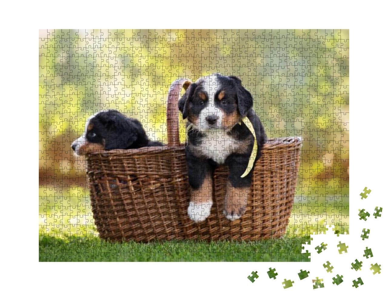 Bernese Mountain Puppy in a Basket Outdoors... Jigsaw Puzzle with 1000 pieces