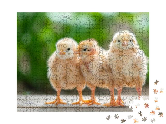 Group of Funny Baby Chicks on the Farm... Jigsaw Puzzle with 1000 pieces