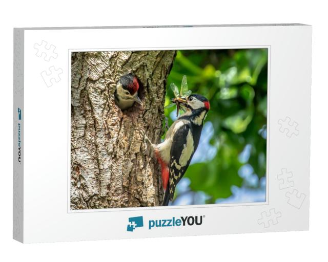 Great Spotted Adult Woodpecker Feeding Young Chick in Dor... Jigsaw Puzzle