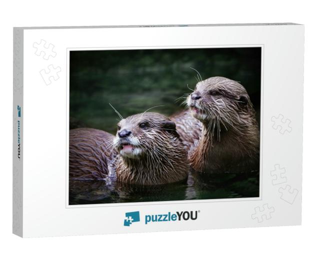 Cute Otter Couple in the Water... Jigsaw Puzzle