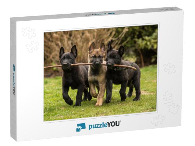 Three Working Line German Shepherd Puppies Brings One Sti... Jigsaw Puzzle