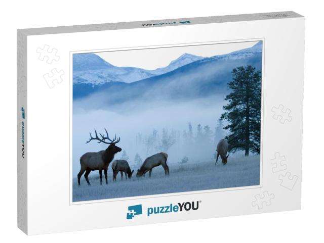 Rocky Mountain Bull Elk & Cows, Frosty Morning... Jigsaw Puzzle