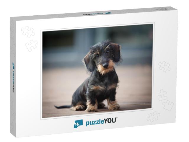 Cute & Shy Wire-Haired Miniature Dachshund Puppy Posing f... Jigsaw Puzzle