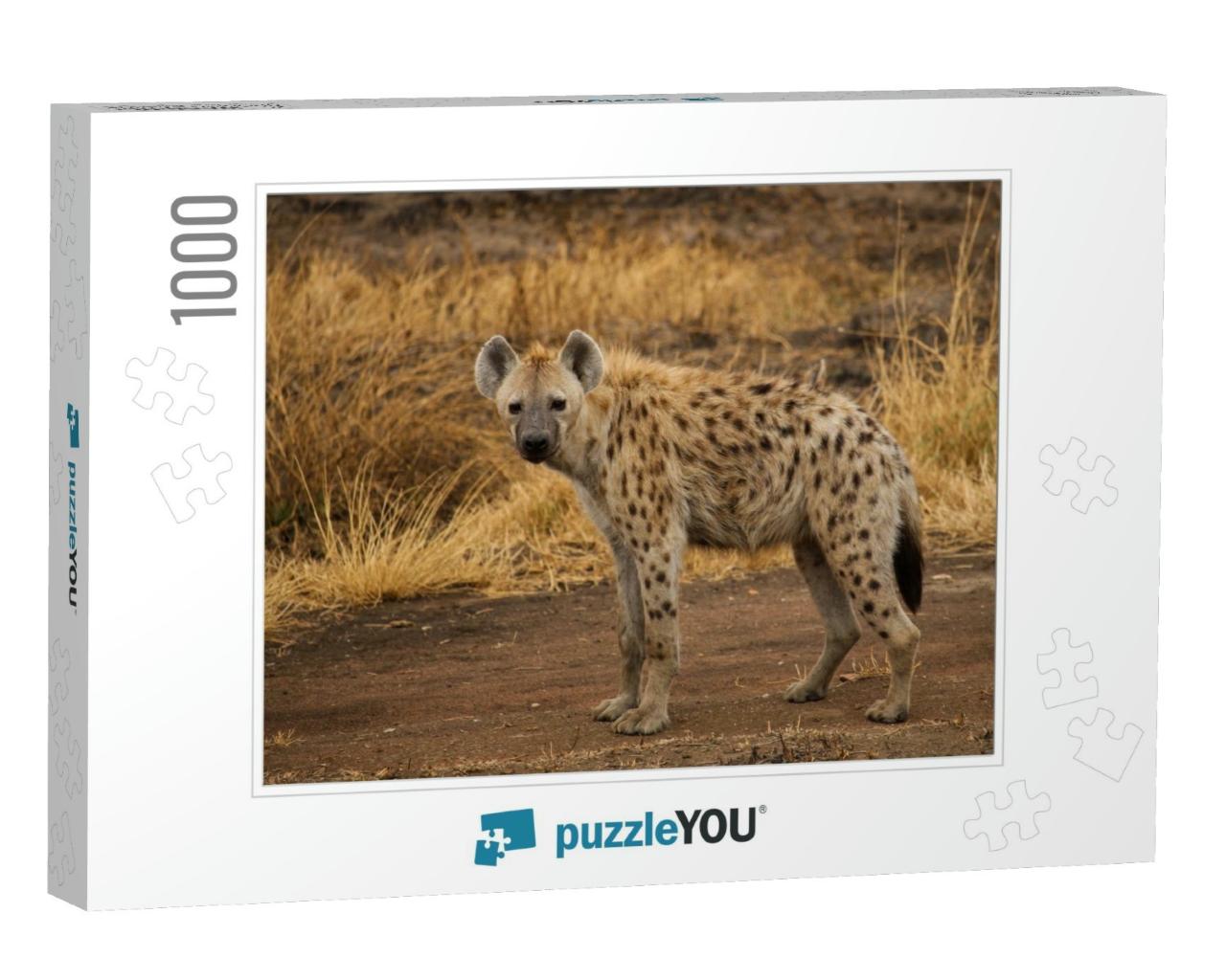 Spotted Hyena in the Savannah... Jigsaw Puzzle with 1000 pieces