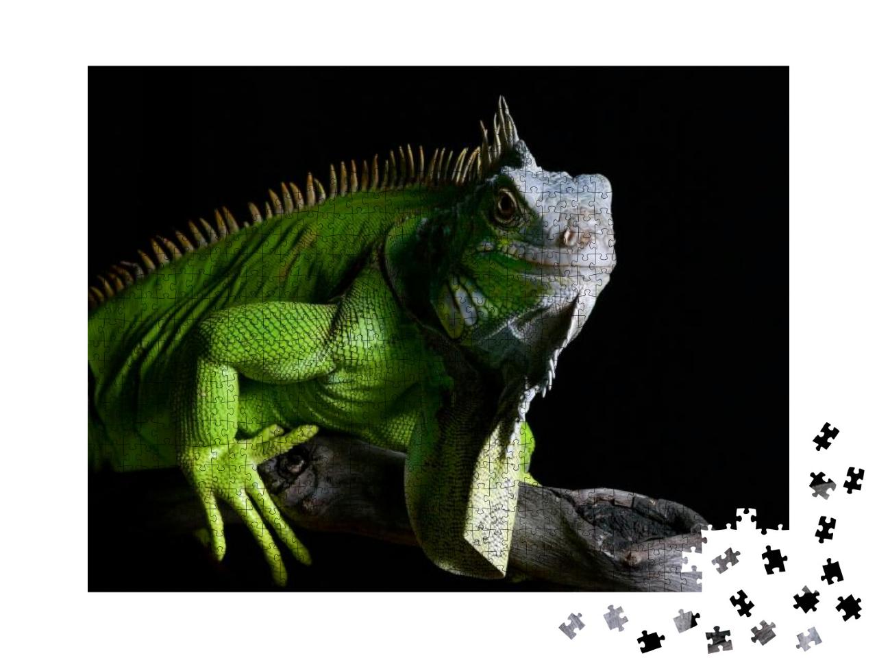 Big Green Iguana on Isolated Black Background... Jigsaw Puzzle with 1000 pieces